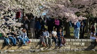 Wisatawan duduk di tepi perairan di antara bunga sakura yang bermekaran di Tidal Basin, Washington, D.C., Amerika Serikat, Minggu (29/3/2026). REUTERS/Annabelle Gordon  