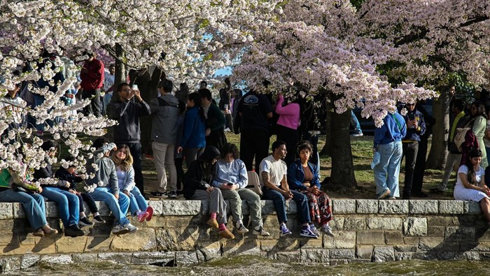 People walk amongst cherry blossom trees at the Tidal Basin in Washington, D.C., U.S., March 29, 2026. REUTERS/Annabelle Gordon