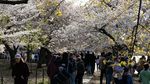 Pesona Sakura di Tidal Basin AS Gaet Wisatawan Dunia