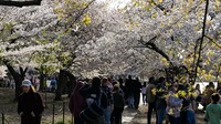 Bunga sakura di kawasan Tidal Basin, Washington, D.C., menjadi salah satu ikon musim semi paling terkenal di Amerika Serikat dan selalu menarik wisatawan dari berbagai penjuru dunia. REUTERS/Annabelle Gordon  