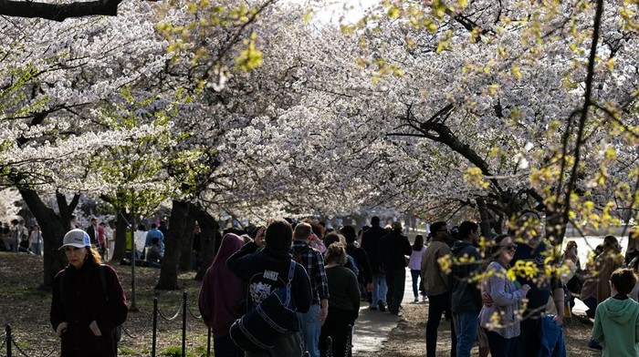 People walk amongst cherry blossom trees at the Tidal Basin in Washington, D.C., U.S., March 29, 2026. REUTERS/Annabelle Gordon