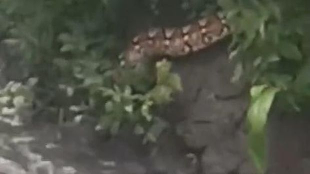 Piton berukuran besar kurang lebih 5 meter muncul dari sungai di Purwosari Pasuruan. Piton berukuran besar kurang lebih 5 meter muncul dari sungai di Purwosari Pasuruan.