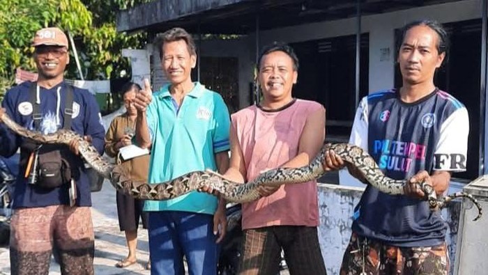 Piton ditangkap di Desa Mandong, Kecamatan Trucuk, Klaten.
