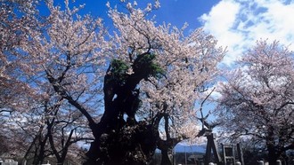Bukan Sekadar Indah, Pohon Sakura Berusia 2.000 Tahun Berbunga Jadi Magnet Wisatawan