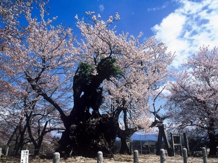 Pohon sakura berusia 2.000 tahun di Kota Hokuto, Jepang telah berbunga sepenuhnya dan jadi daya tarik wisatawan.
