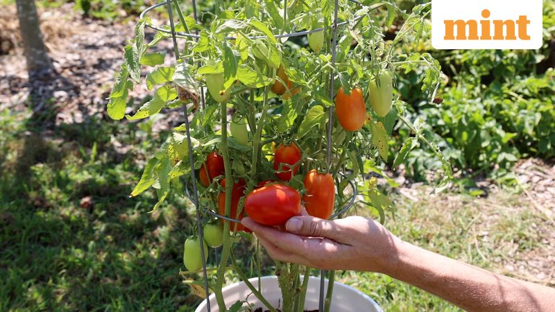 Pria Ini Tanam Biji Tomat dari Burger McD