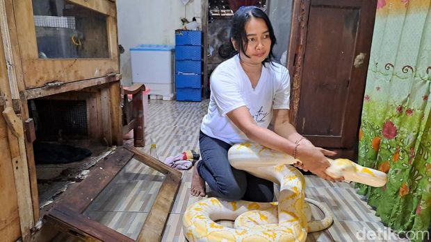 Rika, 'Ratu Ular' asal Jombang yang memelihara belasan piton berbagai jenis di rumahnya. Rika, 'Ratu Ular' asal Jombang yang memelihara belasan piton berbagai jenis di rumahnya.