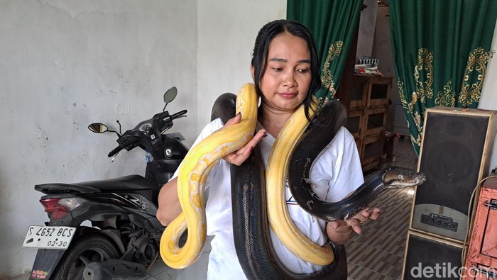 Rika, Ratu Ular asal Jombang yang memelihara belasan piton berbagai jenis di rumahnya.