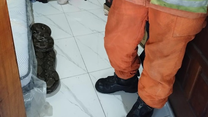 Penampakan ular piton 3 meter yang ditemukan muncul di sisi tempat tidur kamar rumah warga Jalan Gunung Tambak Anyar, Surabaya