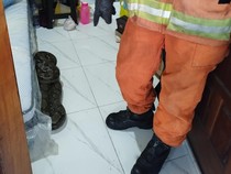 Wanita di Surabaya Kebangun karena Berasa Sentuh Sesuatu, Ternyata Piton