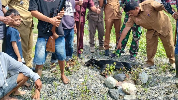 Kawanan anjing liar menyerang bocah 5 tahun di Polewali Mandar. Satu anjing dilumpuhkan, pencarian dua lainnya masih dilakukan.