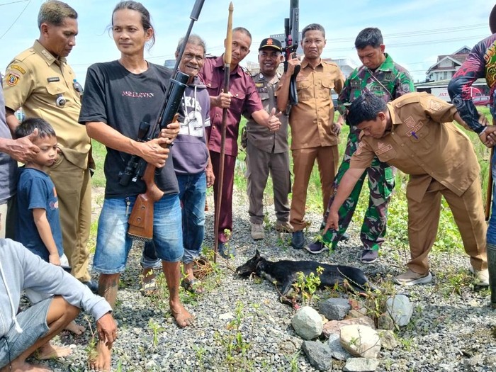 Kawanan anjing liar menyerang bocah 5 tahun di Polewali Mandar. Satu anjing dilumpuhkan, pencarian dua lainnya masih dilakukan.