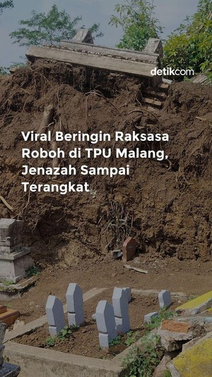Video Viral Beringin Raksasa Roboh di TPU Malang