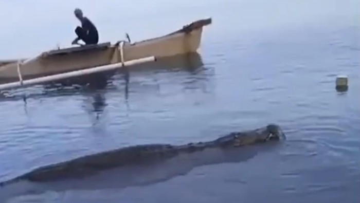 Seekor buaya 3 meter terjebak jaring nelayan di Donggala, Sulteng.