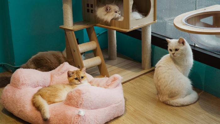 Kucing di rumah