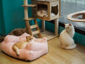 12 Cara Menghilangkan Bau Kencing Kucing di Rumah, Bisa Cuma Pakai Cuka!
