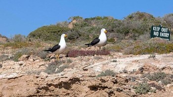 Dua ekor burung camar dengan tenangnya berjalan menuju tanda Keep Out, No Entry, membuktikan bahwa tidak ada batas wilayah atau aturan manusia yang bisa menghalangi langkah kaki mereka. Chivz_Mate via BoredPanda       