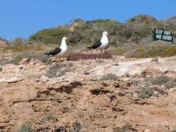 6 Momen Kocak Saat Binatang Terang-terangan Melanggar Aturan