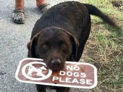 6 Momen Kocak Saat Binatang Terang-terangan Melanggar Aturan