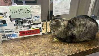 Seekor kucing tertangkap sedang bersantai tepat di dekat tanda larangan membawa hewan peliharaan, mungkin dia karyawan disana. HyperDrive_Mustang via BoredPanda