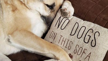 Meski ada bantal dengan tulisan No Dogs On This Sofa, anjing ini tetap asyik bersantai tepat di belakang bantal itu dengan pemikiran jenius bahwa satu anjing mungkin masih bisa ditoleransi. threeravyn via BoredPanda