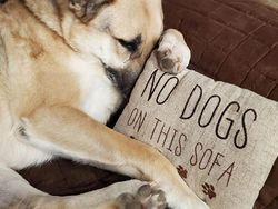 6 Momen Kocak Saat Binatang Terang-terangan Melanggar Aturan