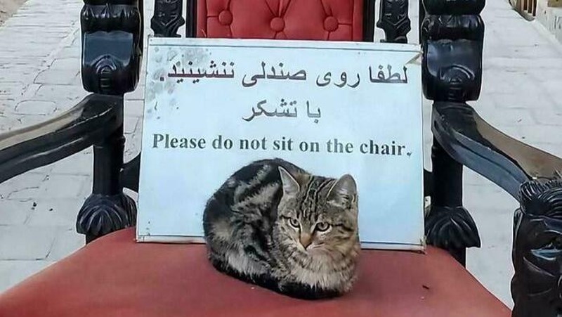 Beberapa hewan tampaknya memang tidak peduli dengan papan peringatan yang dibuat manusia. Entah karena tidak bisa baca atau memang sengaja ingin pamer keberanian.