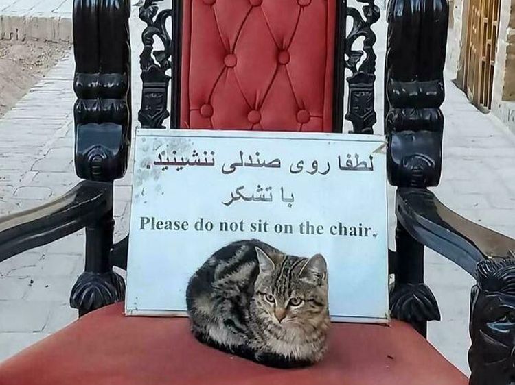 6 Momen Kocak Saat Binatang Terang-terangan Melanggar Aturan