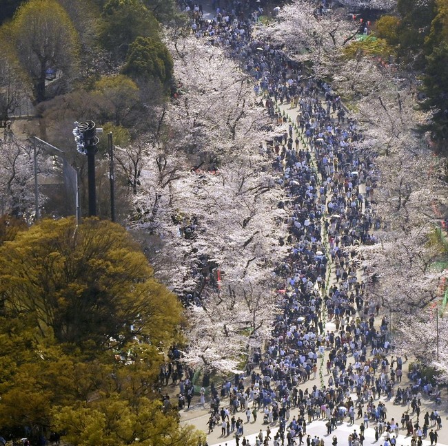 Sakura Bermekaran, Tokyo Diserbu Wisatawan