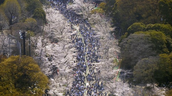 Sakura Bermekaran, Tokyo Diserbu Wisatawan