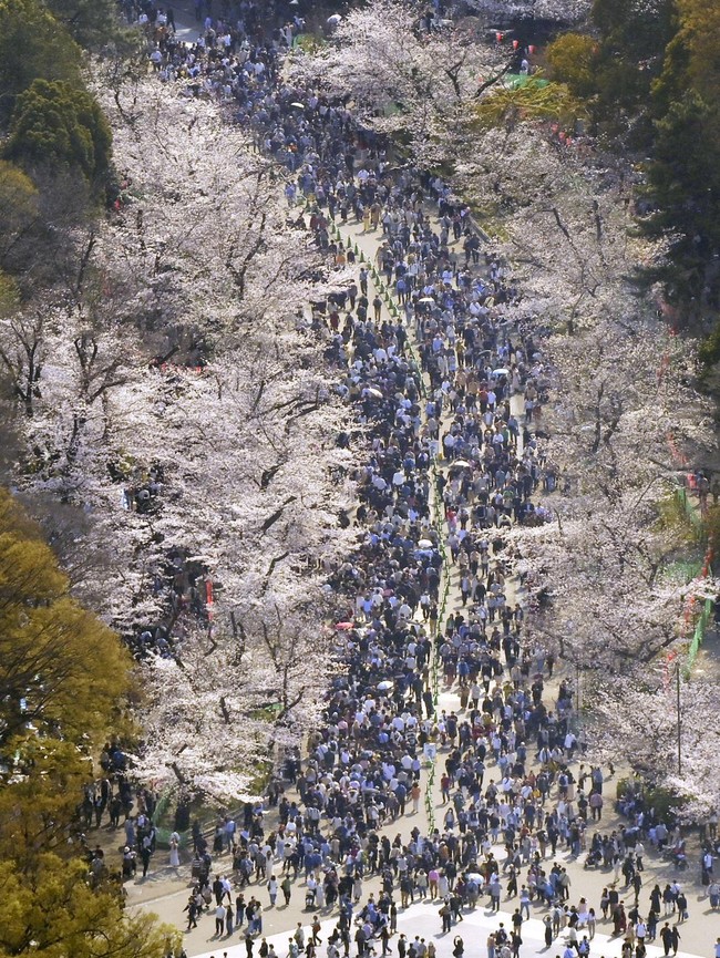 Sakura Bermekaran, Tokyo Diserbu Wisatawan