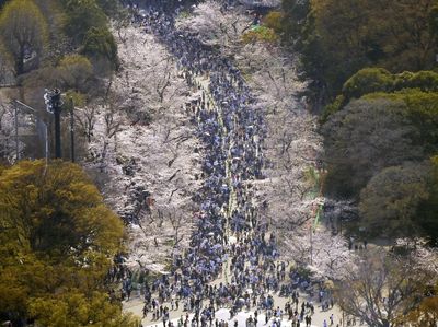 Sakura Bermekaran, Tokyo Diserbu Wisatawan