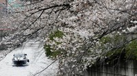 Sebuah perahu melintas di dekat bunga sakura yang bermekaran di Tokyo, Jepang, Senin (30/3/2026). Musim sakura menjadi daya tarik utama wisata musim semi di Jepang. REUTERS/Kim Kyung-Hoon 