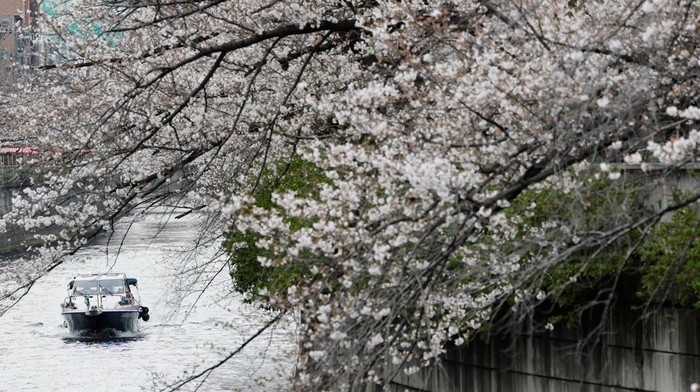 A boat sails past blooming cherry blossoms in Tokyo, Japan, March 30, 2026. REUTERS/Kim Kyung-Hoon