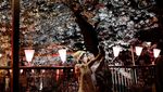 Sakura Bermekaran, Tokyo Diserbu Wisatawan