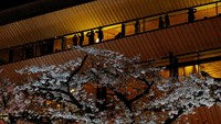 Sejumlah orang di balkon kedai kopi menikmati pemandangan bunga sakura yang bermekaran di Tokyo, Jepang, Senin (30/3/2026). Tradisi hanami menjadi cara masyarakat menikmati musim semi bersama keluarga dan teman. REUTERS/Kim Kyung-Hoon 