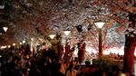 Sakura Bermekaran, Tokyo Diserbu Wisatawan