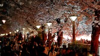 Pengunjung memadati jalan yang dipenuhi pohon sakura yang bermekaran di Tokyo, Jepang, Senin (30/3/2026). Lonjakan wisatawan terjadi seiring puncak mekarnya bunga sakura. REUTERS/Kim Kyung-Hoon 