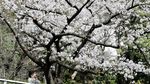 Sakura Bermekaran, Tokyo Diserbu Wisatawan