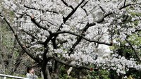 Seorang perempuan memotret bunga sakura yang bermekaran di Tokyo, Jepang, Senin (30/3/2026). Mekarnya sakura menjadi simbol datangnya musim semi di Jepang. REUTERS/Kim Kyung-Hoon 