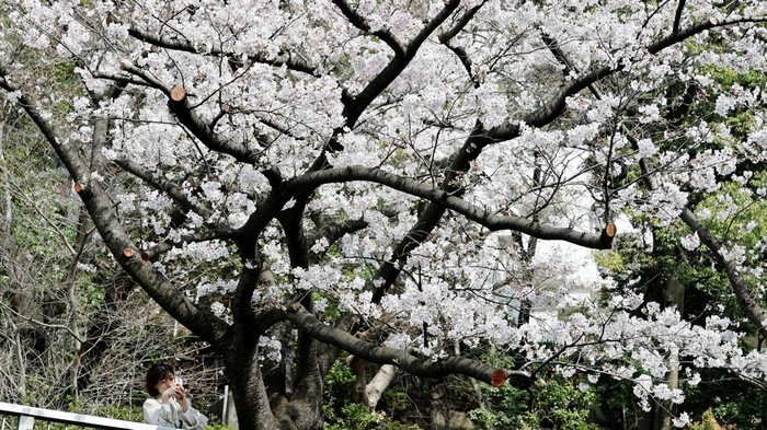 A boat sails past blooming cherry blossoms in Tokyo, Japan, March 30, 2026. REUTERS/Kim Kyung-Hoon