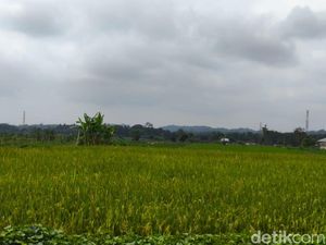 Panen Raya Lebih Awal, Kuningan Jaga Pasokan Beras