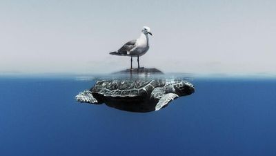 Karya Jawara Kontes Foto Laut Dunia, Bikin Takjub hingga Merinding