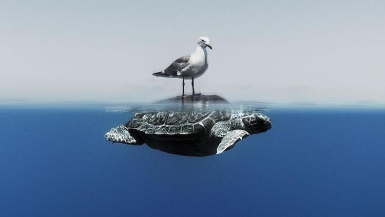 Karya Jawara Kontes Foto Laut Dunia, Bikin Takjub hingga Merinding