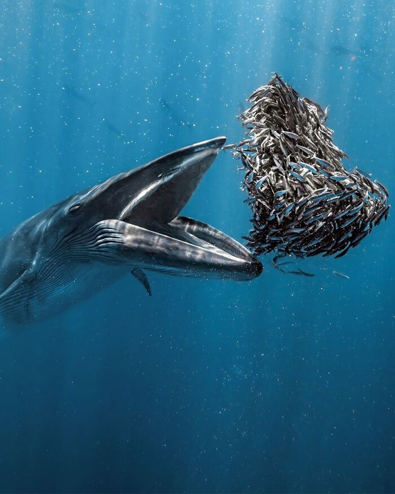 The Ocean Photographer Of The Year