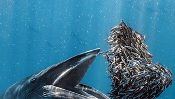 Fotografer Laut Terbaik Tahun 2024 - Rafael Fernandez Caballero. Lokasi: Baja California Sur, Meksiko Foto: The Ocean Photographer Of The Year