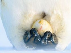 Karya Jawara Kontes Foto Laut Dunia, Bikin Takjub hingga Merinding