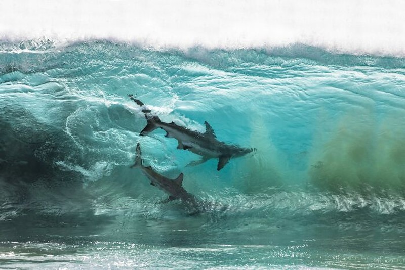 The Ocean Photographer Of The Year