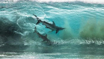 Juara 2 Fotografer Petualangan Terbaik Tahun 2020 - Sean Scott. Lokasi: Stasiun Quobba, Australia Barat Foto: The Ocean Photographer Of The Year