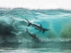 Karya Jawara Kontes Foto Laut Dunia, Bikin Takjub hingga Merinding